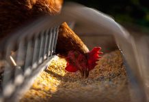 Detectan en China primer caso de gripe aviar en un humano