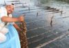 Incrementa Conapesca en 500 pesos el apoyo del componente Bienpesca / Por Alicia Valverde