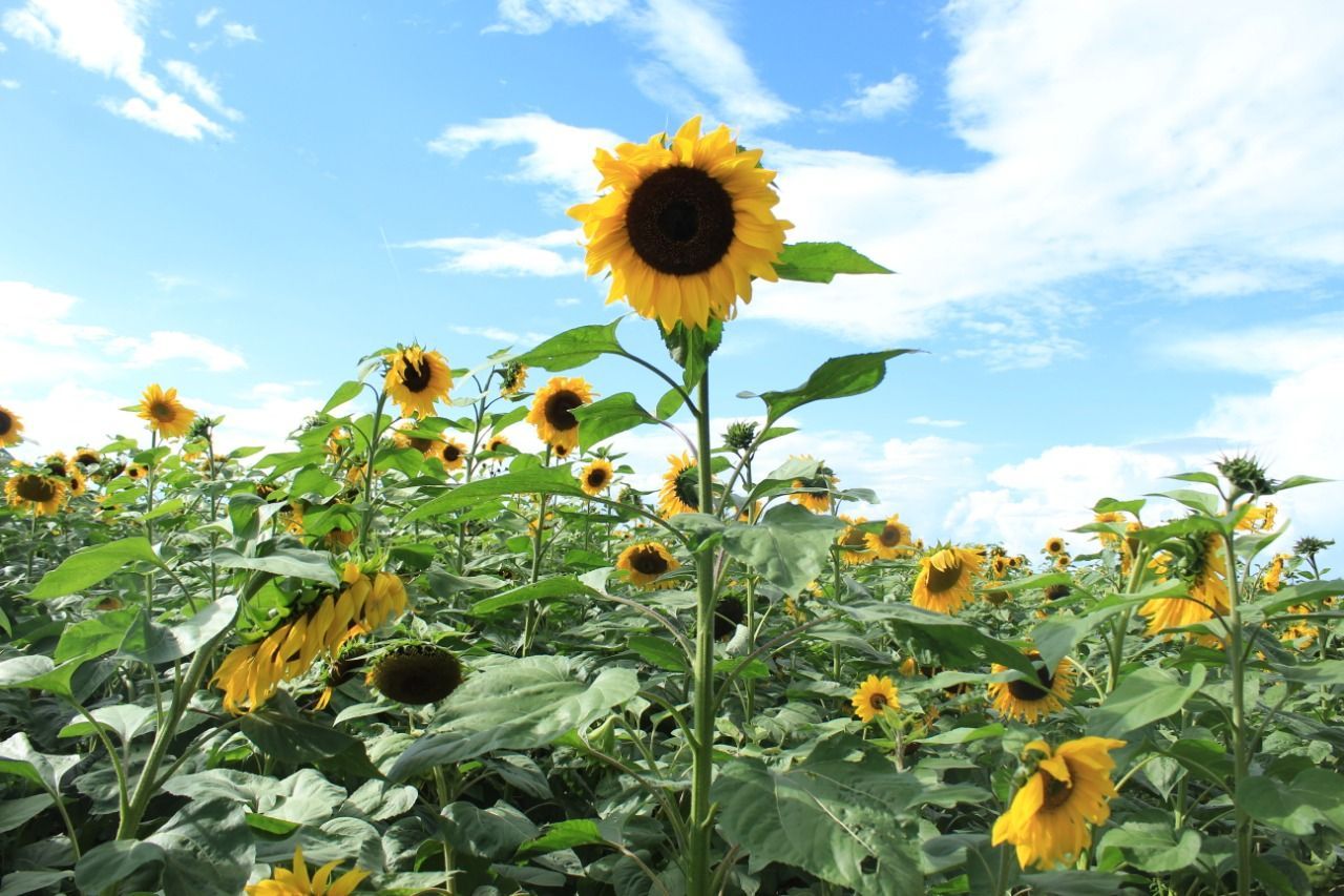 Apoyarán cultivo de girasol para producción de aceite en Zacatecas / Por  Alicia Valverde - Reporte 32 MX, El medio digital de México