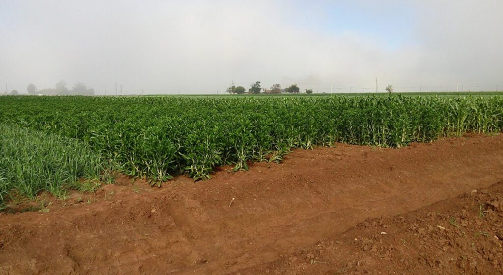 Mayor Rendimiento De Trigo En Sonora Con Agricultura De Conservación Y Rotación De Cultivos Por 4037