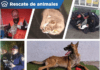 Policía Bancaria rescató a 18 animalitos de CDMX en 2022
