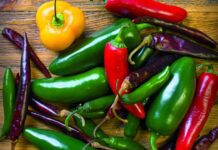 Invierte Chihuahua 39 mdp para combatir plaga en producción de chile
