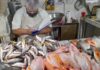 Impulsa Conapesca consumo de pescados y mariscos en Campeche / Por Alicia Valverde