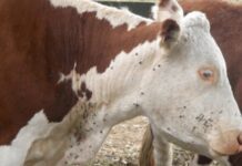 Suspende NL obligatoriedad de constancia contra gusano barrenador para movilizar ganado internamente