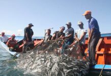 Anuncia Conapesca seis periodos de veda y cinco de aprovechamiento a partir de marzo / Por Alicia Valverde