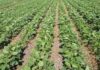 Bajar costos de producción y dar valor agregado, el reto: Sader / Por Alicia Valverde