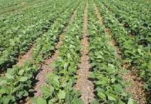 Bajar costos de producción y dar valor agregado, el reto: Sader / Por Alicia Valverde