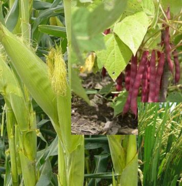 Inifap dona semillas de variedades mejoradas para aumentar la superficie sembrada de frijol / Por Alicia Valverde