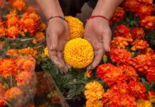 Impulsan en la Ciudad de México venta de cempasúchil producido en el Suelo de Conservación