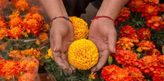 Impulsan en la Ciudad de México venta de cempasúchil producido en el Suelo de Conservación