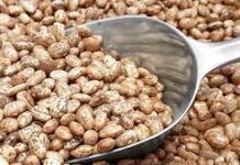 Arranca el Plan Frijol en Durango con la entrega de semilla certificada en beneficio de más de 6 mil productores / Por Alicia Valverde