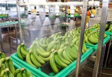 Investigan ingreso ilegal de plátano desde Guatemala / Por Alicia Valverde