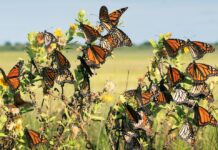 ¿Qué está pasando con la mariposa monarca? En 2024 su hibernación llegó a su mínimo histórico