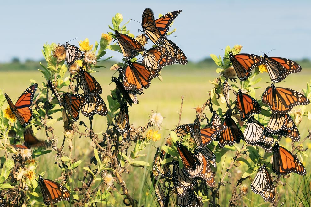 Aumenta Superficie Ocupada En M xico Por La Mariposa Monarca En Esta 