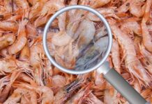 Cuaresma y el alza de precios en mariscos; el caso del camarón / Por Alejandro Durán