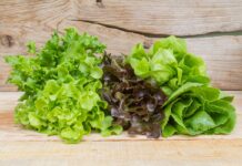 Descartan presencia de Cyclospora en lechugas cosechadas en México / Por Alicia Valverde