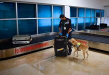 México libre de mil plagas con apoyo de canes que vigilan puertos y aeropuertos / Por Alicia Valverde