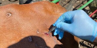 Reconoce CNA al Senasica por la contención del Gusano Barrenador del Ganado / Por Alicia Valverde