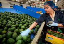 Reanudan parcialmente las exportaciones de aguacate a EU