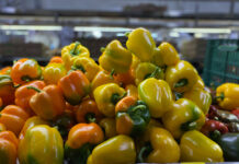 Envía México primer embarque chile morrón a Japón; también se espera exportar otros chiles y mango: CNA / Por Alicia Valverde