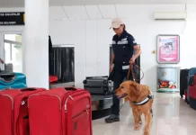 Refuerzan inspección sanitaria para ingresar a México, en periodo vacacional / Por Alicia Valverde
