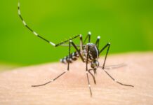 Fortalece Querétaro acciones contra dengue y chikungunya