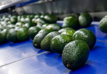 Repuntan 35% exportaciones de aguacate de enero a abril de 2026 / Por Alicia Valverde