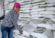 Fertilizantes para el Bienestar alcanzan 95.9% de cobertura nacional / Por Alicia Valverde