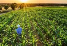 Crea FIRA alianzas con intermediarios financieros bancarios y no bancarios para que llegue crédito al campo