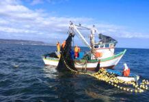 Reduce Conapesca en 77% los trámites a productores para mantener su actividad pesquera y acuícola / Por Alicia Valverde