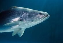 Aseguran dos ejemplares de totoaba y detienen a cinco personas en operativo / Por Alicia Valverde