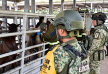 Interceptan 32 cargamentos de ganado con gusano barrenador / Por Alicia Valverde
