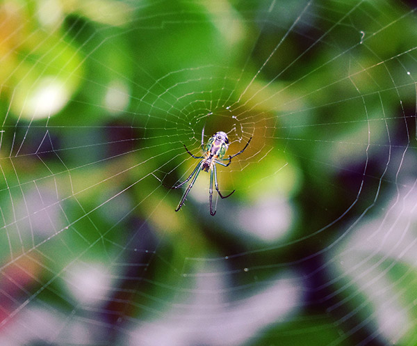 araña