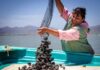 Anuncian seis vedas en los estados de Baja California, Baja California Sur, Tamaulipas y Tabasco / Por Alicia Valverde