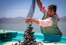 Anuncian seis vedas en los estados de Baja California, Baja California Sur, Tamaulipas y Tabasco / Por Alicia Valverde