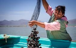 Anuncian seis vedas en los estados de Baja California, Baja California Sur, Tamaulipas y Tabasco / Por Alicia Valverde