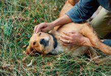 Enfermedades que requieren atención y prevención en perros