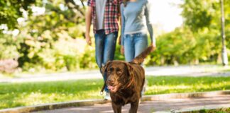 Caminar 30 minutos al día beneficia a tu perro, pero es vital acompañarlo con vacunación