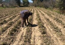 Gobierno de Puebla realiza atención inmediata ante afectaciones agrícolas por bajas temperaturas