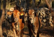 Exhortan en Yucatán a reforzar la revisión de animales ante casos de gusano barrenador