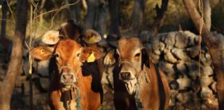 Exhortan en Yucatán a reforzar la revisión de animales ante casos de gusano barrenador