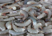 Establece Conapesca veda de camarón en el Alto Golfo de California / Por Alicia Valverde