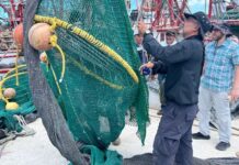 Obtiene México calificación de 93% en comparabilidad para exportar camarón a EU / Por Alicia Valverde