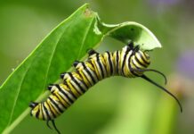 Crean jardines de polinizadores para proteger a la mariposa monarca en Cozumel, QRoo