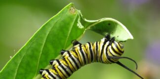 Crean jardines de polinizadores para proteger a la mariposa monarca en Cozumel, QRoo