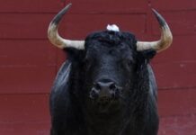 Tomando al toro por los cuernos / Por Mauricio Flores