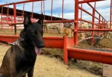 Binomios caninos se suman en la batalla contra el gusano barrenador en Chihuahua