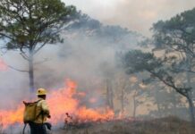 Afinan en Chiapas estrategia para prevenir y combatir incendios forestales