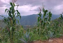 Marginal el alcance del Programa sistema de ordenamiento de la producción y comercialización de maíz blanco “Precio Justo”: UNTA / Por Alicia Valverde
