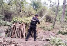 Policía Forestal de Puebla destruye 11 hornos clandestinos para deshidratar madera
